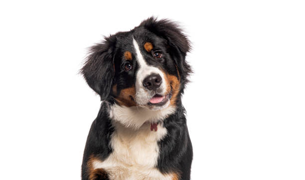 Veterinaria: antiparasitarios e higiene para perros y gatos